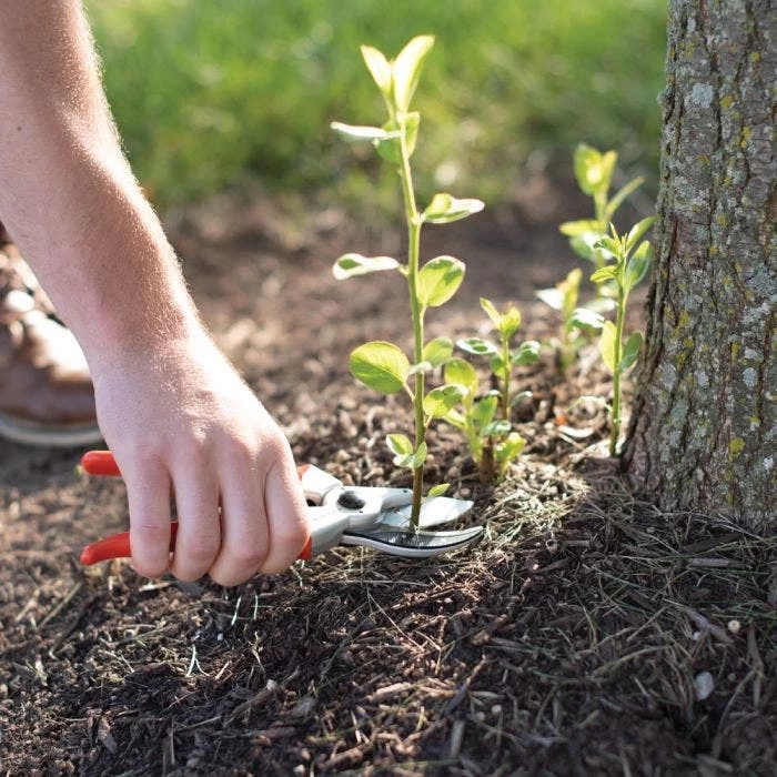 Traditional Bypass Pruners By A.M. Leonard, 1in Cutting Capacity, Lifetime Warranty 9 Traditional Bypass Pruners By A.M. Leonard, 1in Cutting Capacity, Lifetime Warranty - Image 9