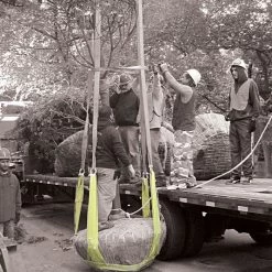 Tree Tote Plant Lift Sling Self Adjusting Nylon Ball Size 14in To 26in -Garden-Tools 1426s 2 1