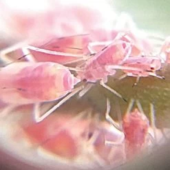 Active Eye Universal Mobile Phone Microscope -Garden-Tools aem60c 7