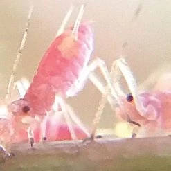 Active Eye Universal Mobile Phone Microscope -Garden-Tools aem60c 8