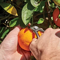 Shear Corona Harvesting -Garden-Tools ag5060 live2 1